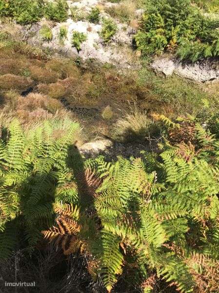 Terreno rústico na berma barragem pisões - Grande imagem: 5/8