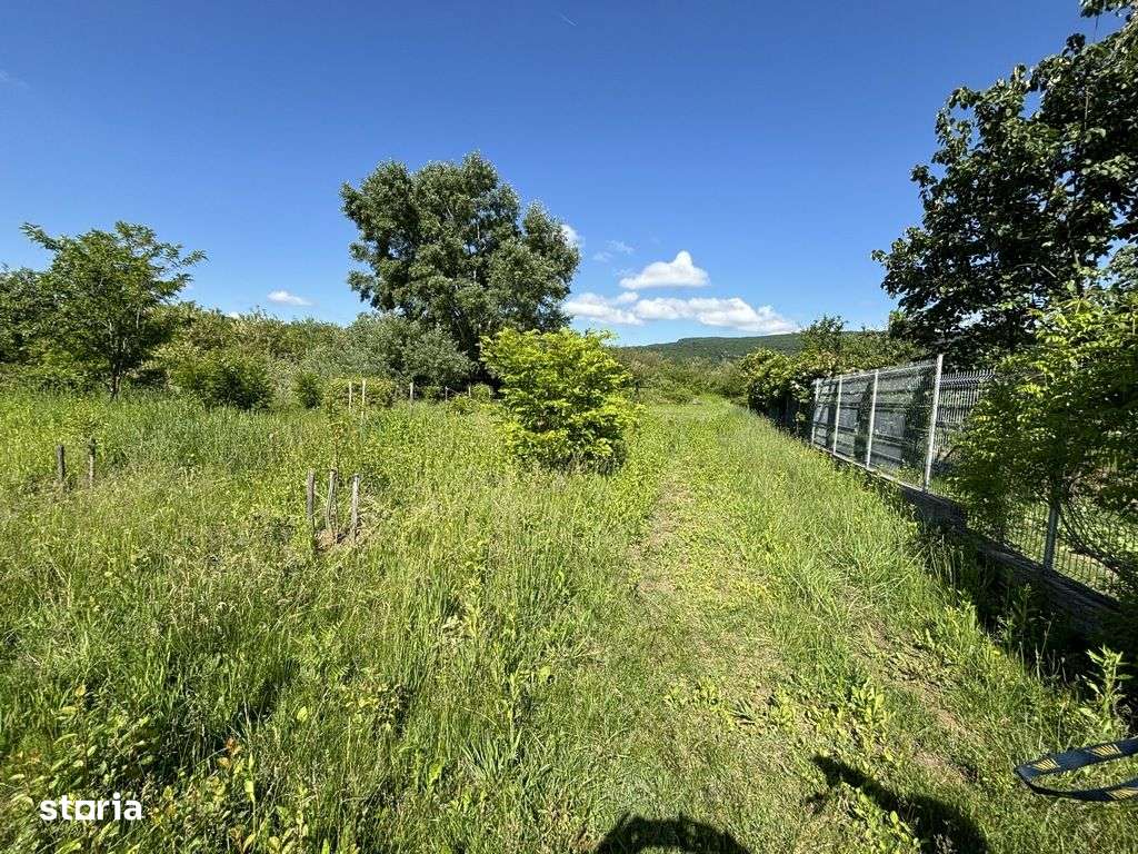 Teren Bujoreni Olteni-0