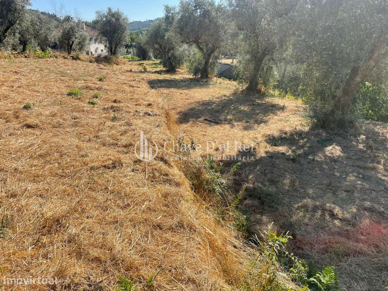 Terreno Rústico  Venda em Santar e Moreira,Nelas - Grande imagem: 5/18