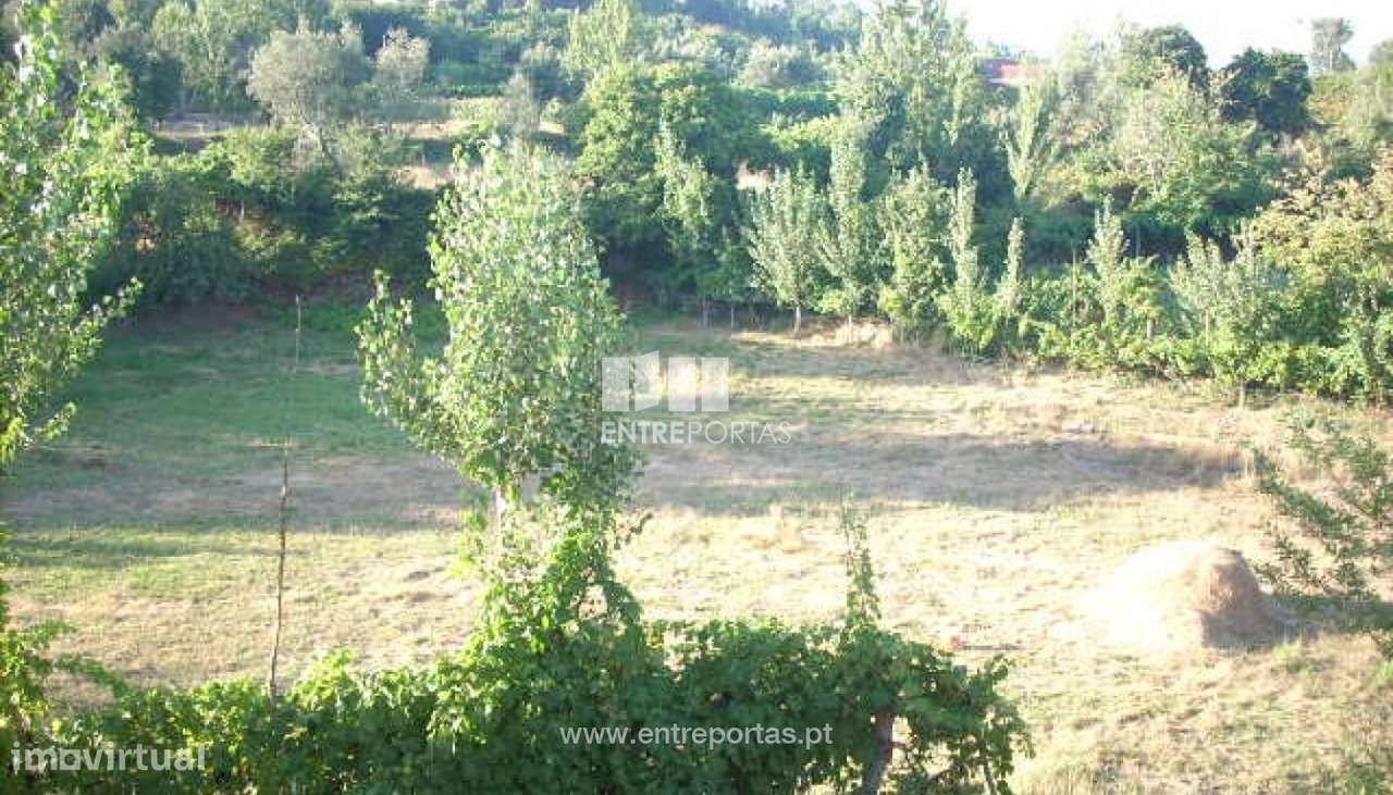 Venda Terreno, Cinfães - Grande imagem: 3/19