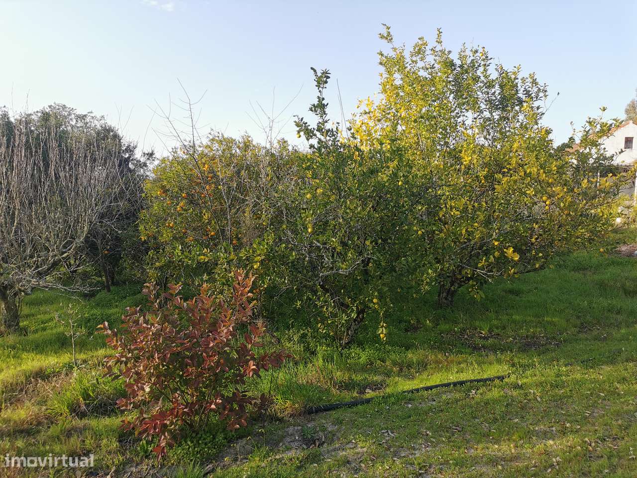 Moradia T2  Lamarosa de Coruche-20