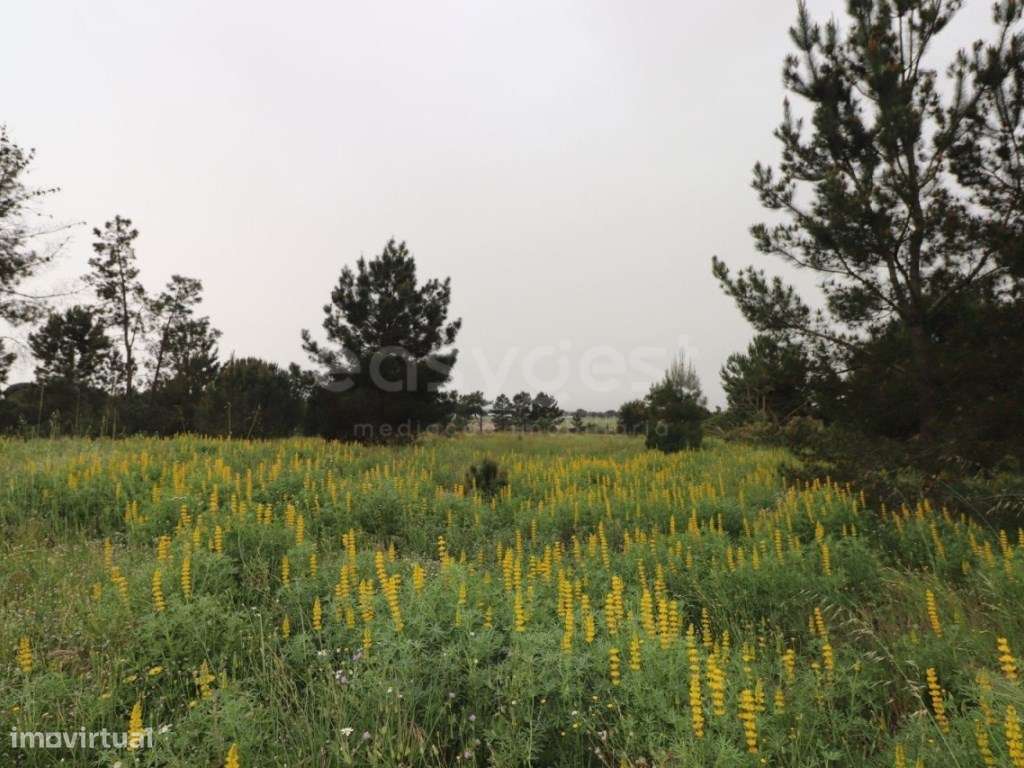 Terreno Rústico com viabilidade de Construção - Grande imagem: 3/8