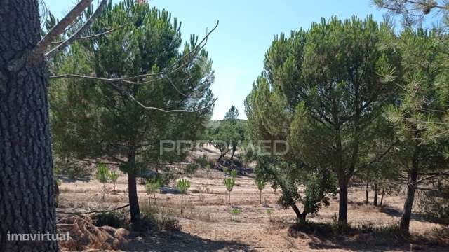 Conjunto de duas herdades 71,70 hectares, junto à vila de Mora. - Grande imagem: 5/35