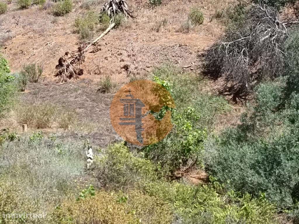 TERRENO COM 840 M2 - COM ÁRVORES - PRÓXIMO DA CORTE DO GAGO - CASTR... - Grande imagem: 5/34