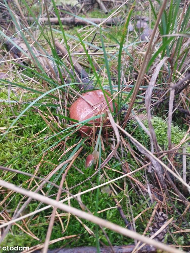 Pięknie położona działka przy Trakcie Pobiedziskim, Nekielka-15