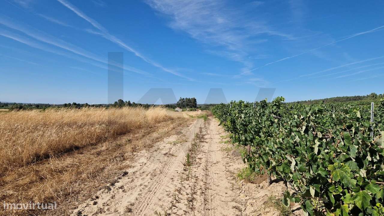 Terreno Rústico com Moradia | 11.600 m2 | Alpiarça - Grande imagem: 4/8