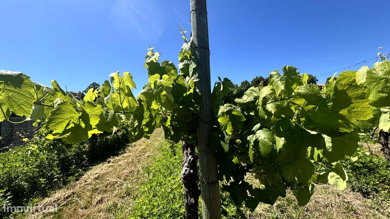 Belíssima Quinta T5 com produção ativa de Vinhas-40