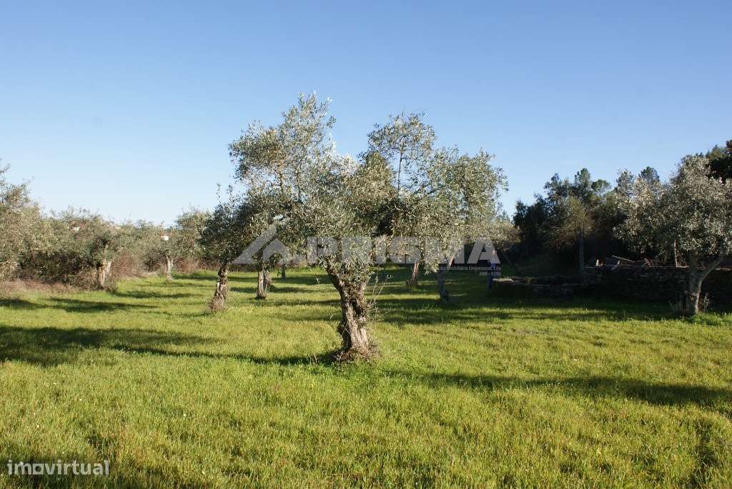 Terreno tipo horta para venda - Grande imagem: 2/8