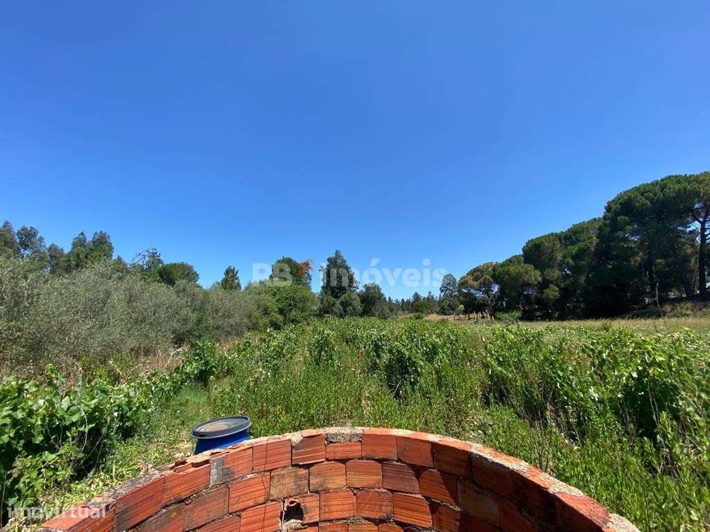 Terreno Rústico com Vinha - Charneca do Maxial, Tomar - Grande imagem: 4/18