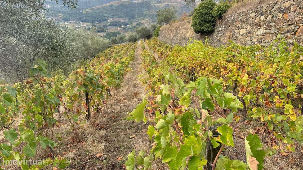 Quinta do Prado em Moura Morta, Régua-28