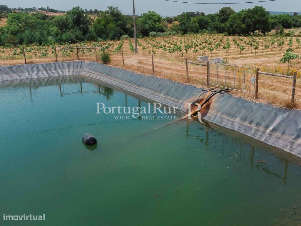 Quinta Exclusiva de Pistacho - 12 Hectares | Investimento Agrícola ... - Grande imagem: 4/19