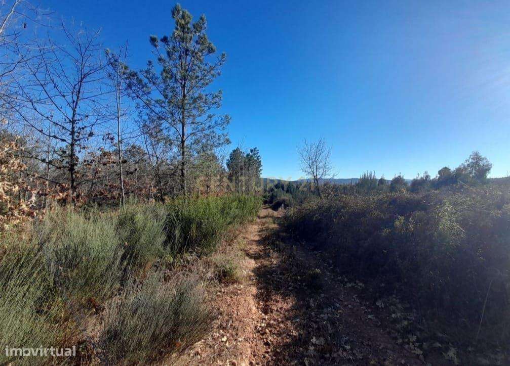 Terreno Agrícola 12Ha em Capinha, Fundão-6