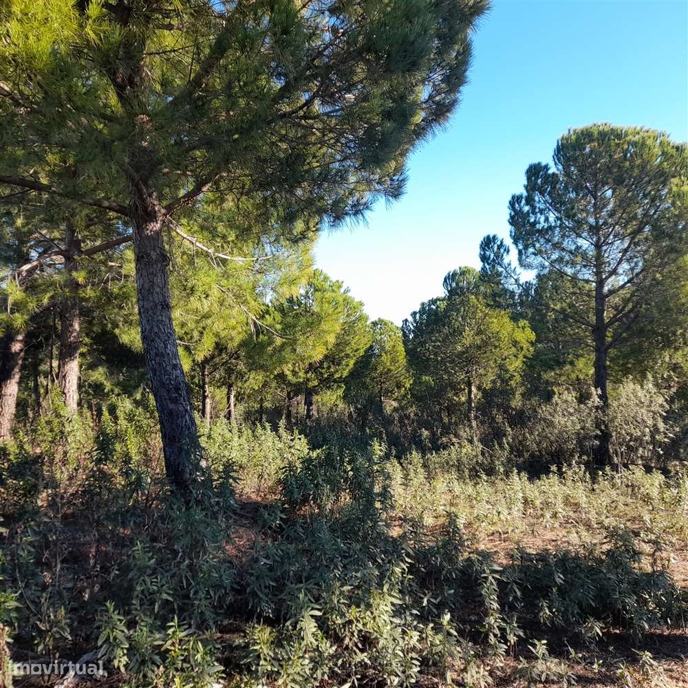 Herdade T5 Venda em Escalos de Baixo e Mata,Castelo Branco-24