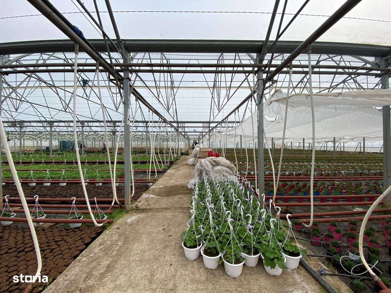 Sera 2640mp, cladire 260mp, teren 5000mp, Rediu Aldei-7