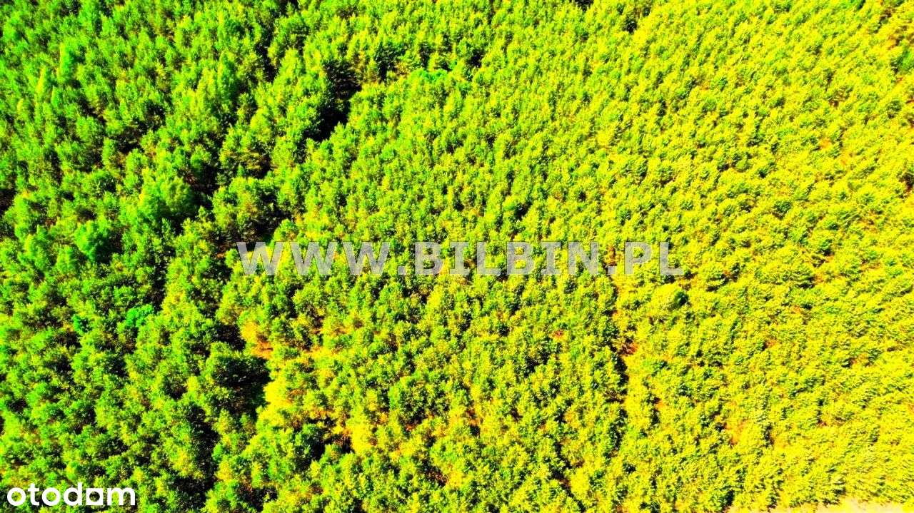 Działka leśna w Nowej Wsi. - Pełny obrazek: 3/3