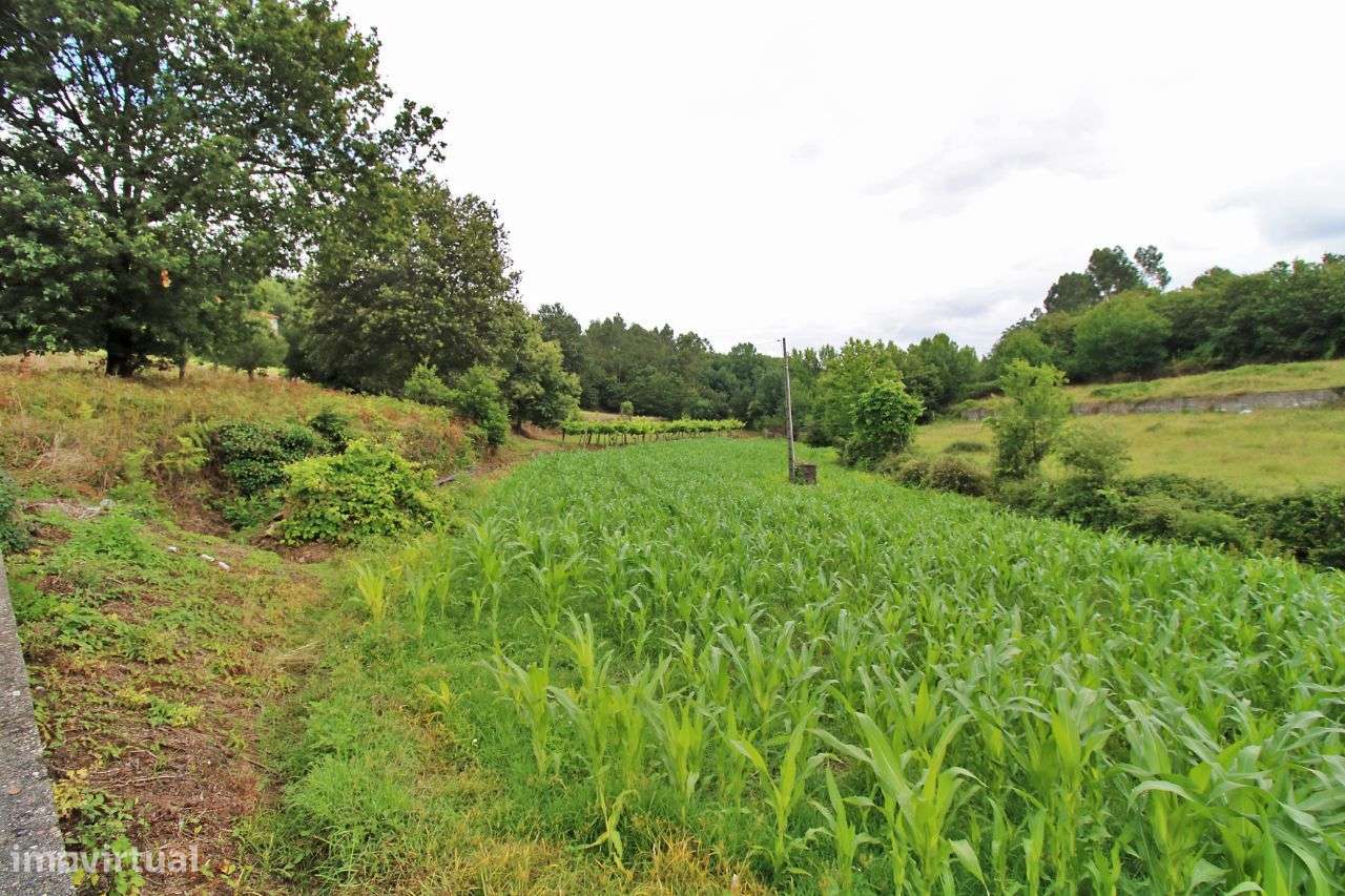 Terreno Agrícola - Grande imagem: 5/11