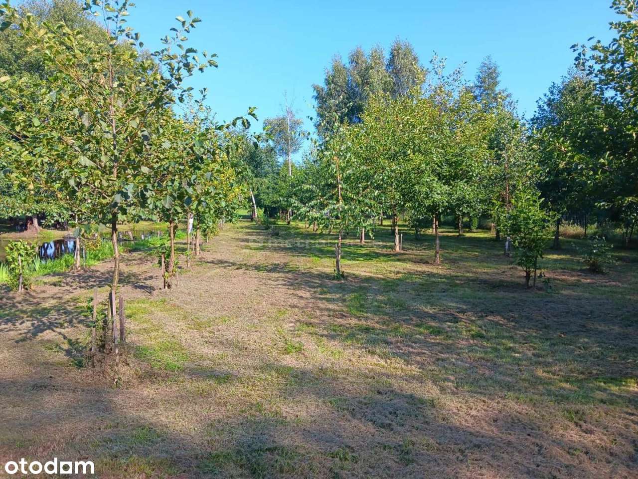 Piękna działka rekreacyjna - Kuligi - Pełny obrazek: 4/8