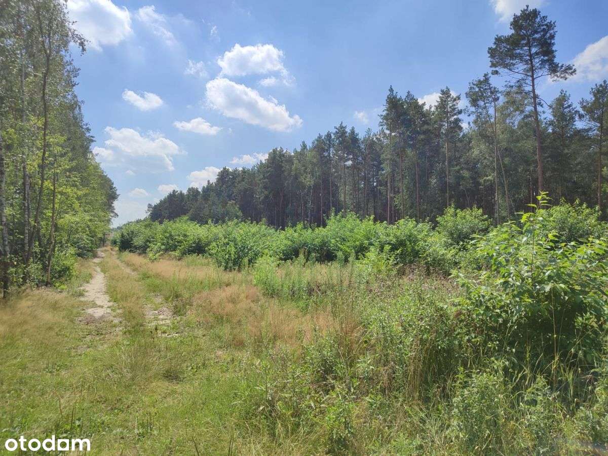 Działki leśne na Leśnej :) - Pełny obrazek: 4/6