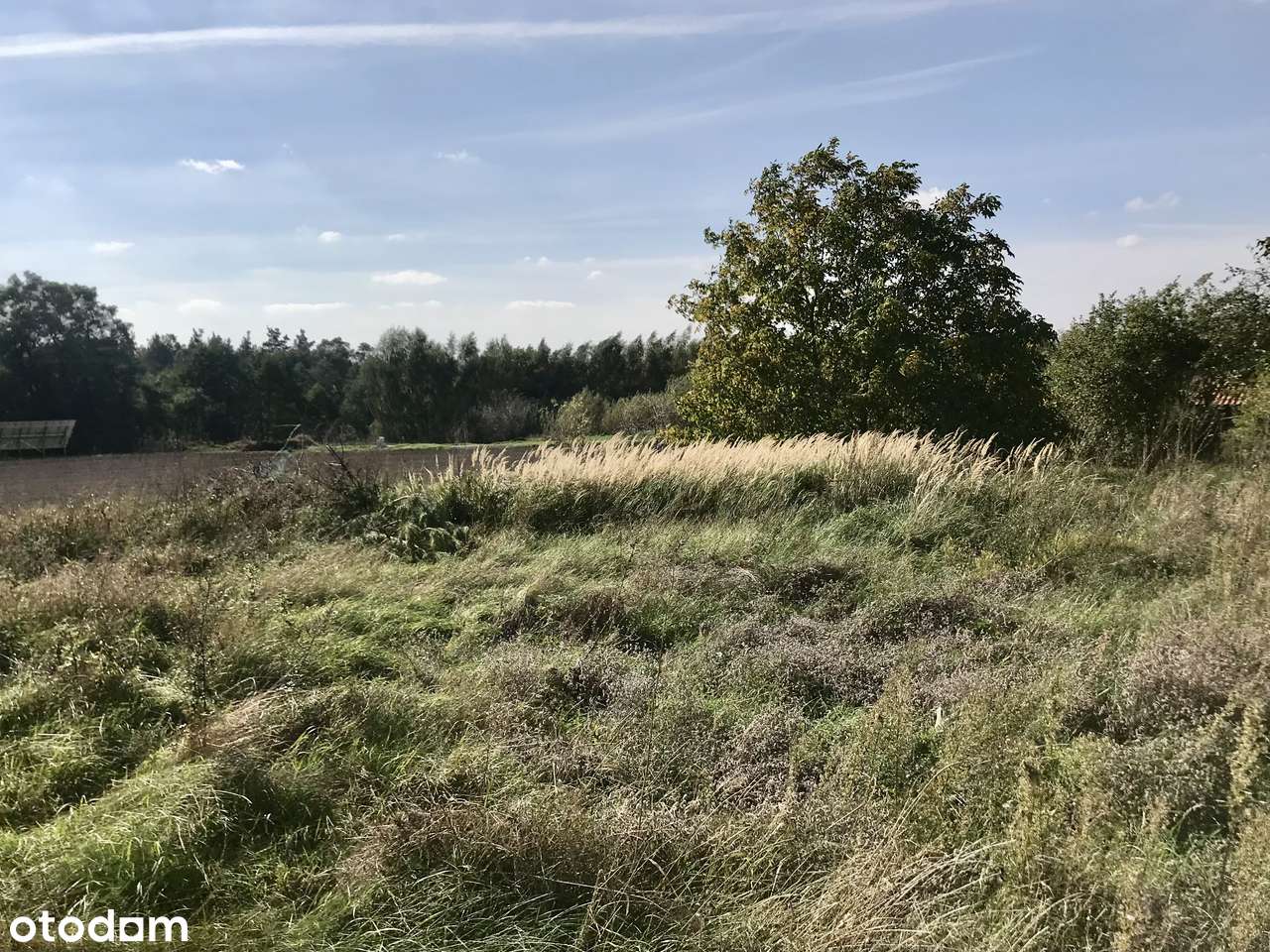 Działka rolna z potencjałem - Krotoszyny, gm. Biskupiec - Pełny obrazek: 5/8