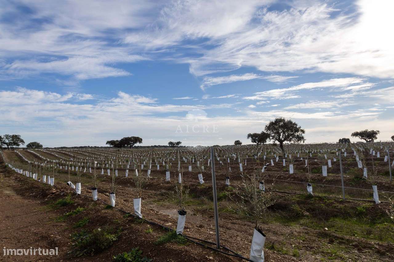 Herdade Alentejo-35