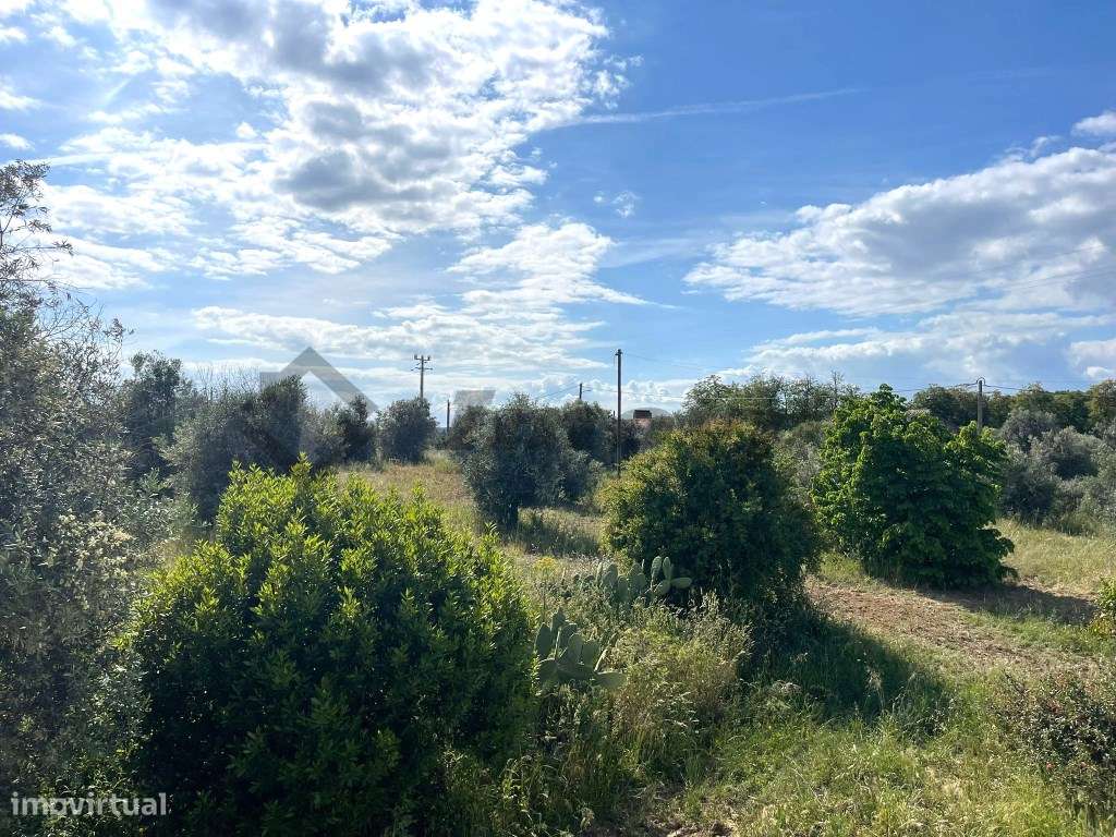 Quinta localizada a 1,5Km da Vidigueira-25