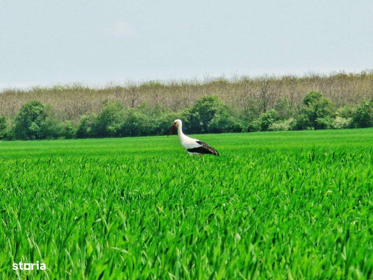 Teren intravilan. Zona Frumusani. POT & CUT foarte mari! Frumos.Natură-8
