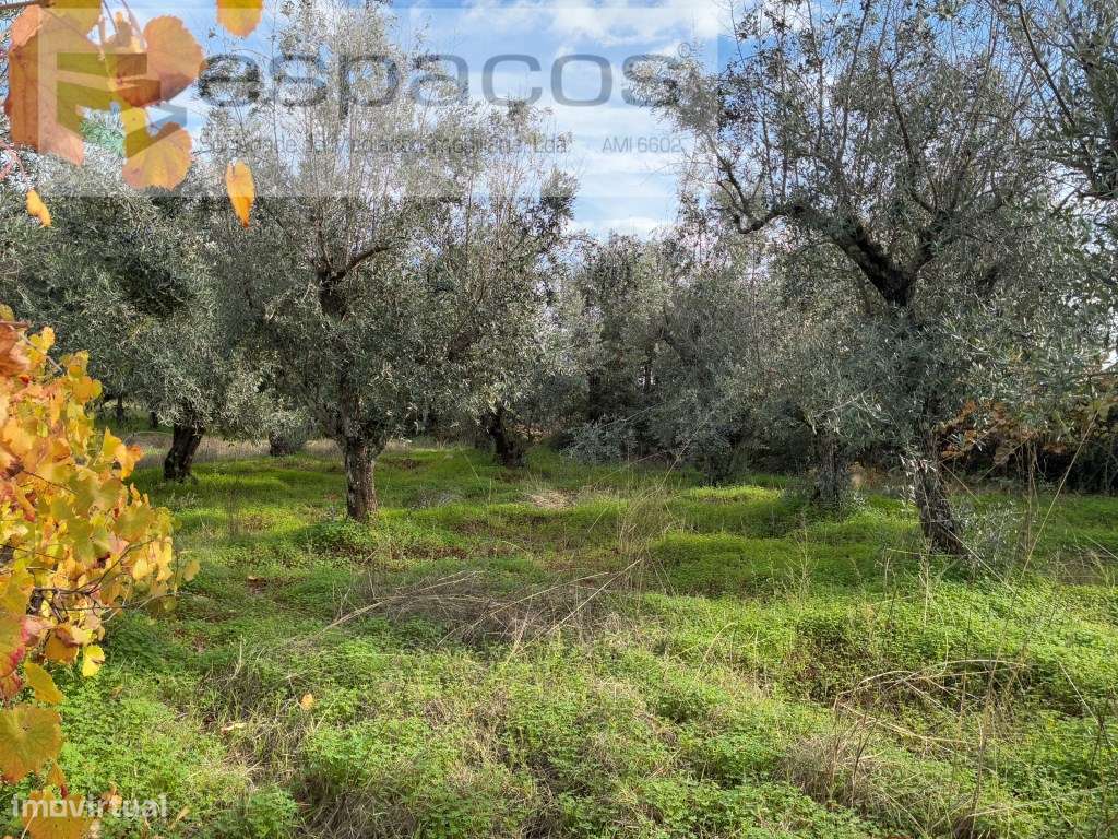 Quinta com casa de Habitação-37