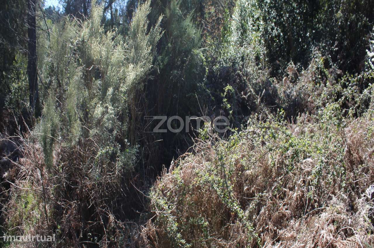 Lote com 45% de Implantação - Grande imagem: 2/30