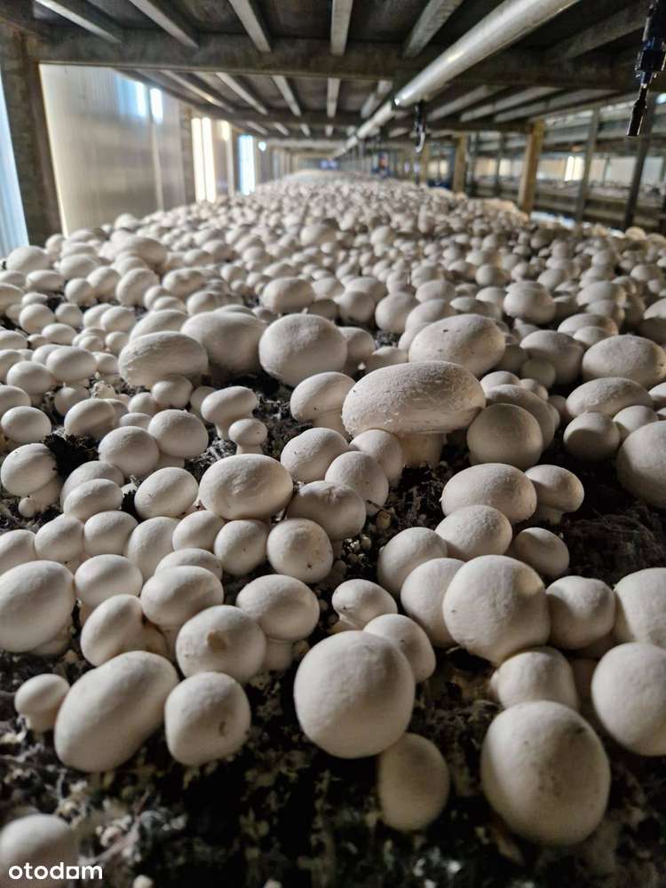 Nowoczesna i wyposażona pieczarkarnia z częścią magazynową – Janowo,-8