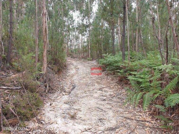 Terreno rústico com eucaliptos, Cercal, Ourém - Grande imagem: 1/5