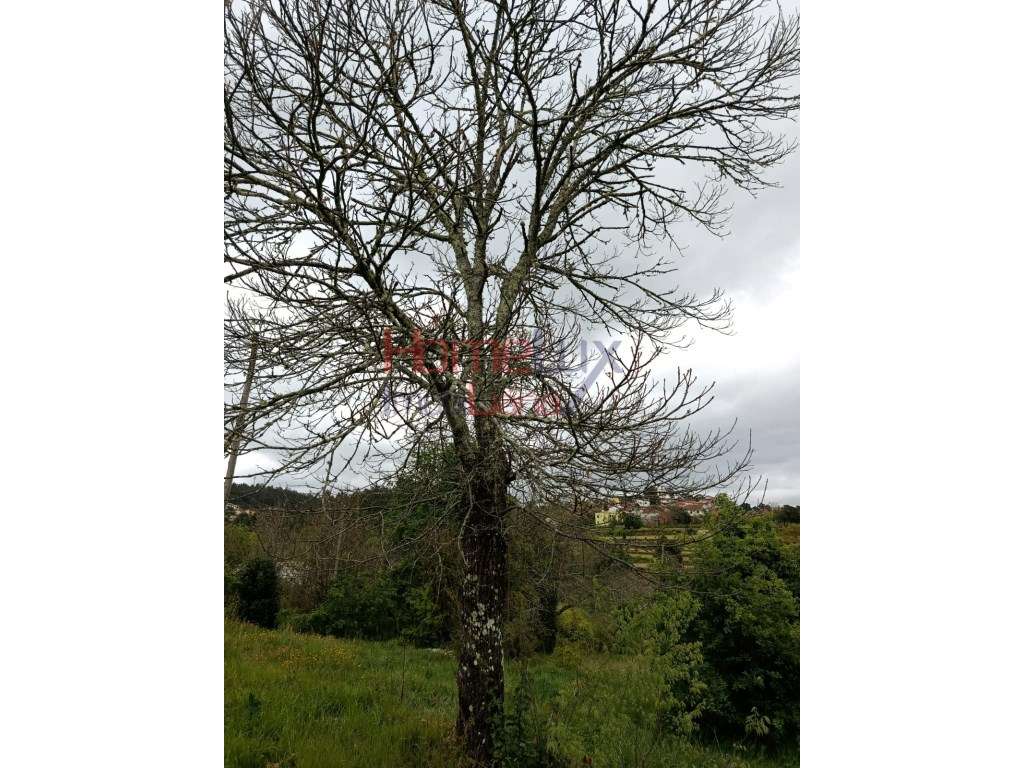 Quinta com Projeto para Turismo Rural em São Pedro do Sul-24