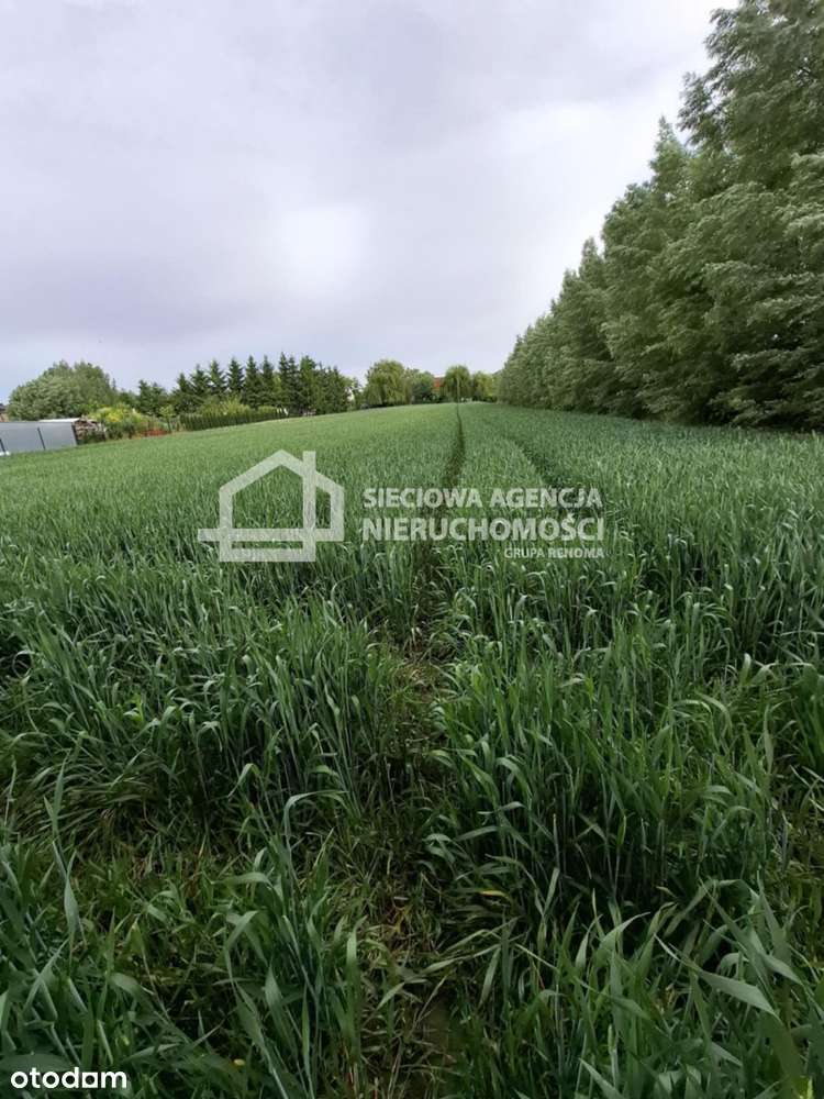 Działka 1080m2 z warunkami zabudowy Ostaszewo! - Pełny obrazek: 5/6