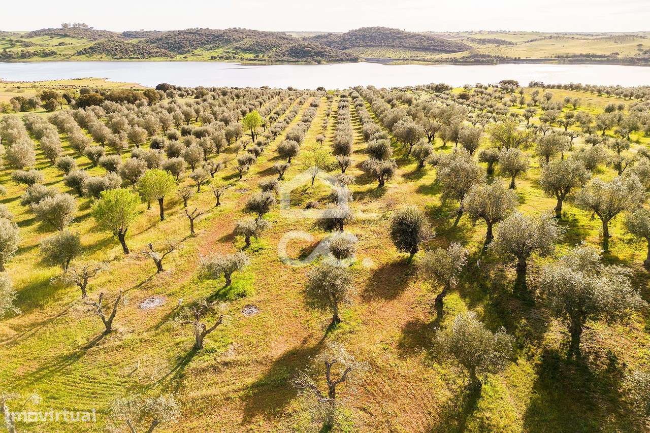 Olival de 5138 m2 | Rosário (Alandroal) - Grande imagem: 1/33