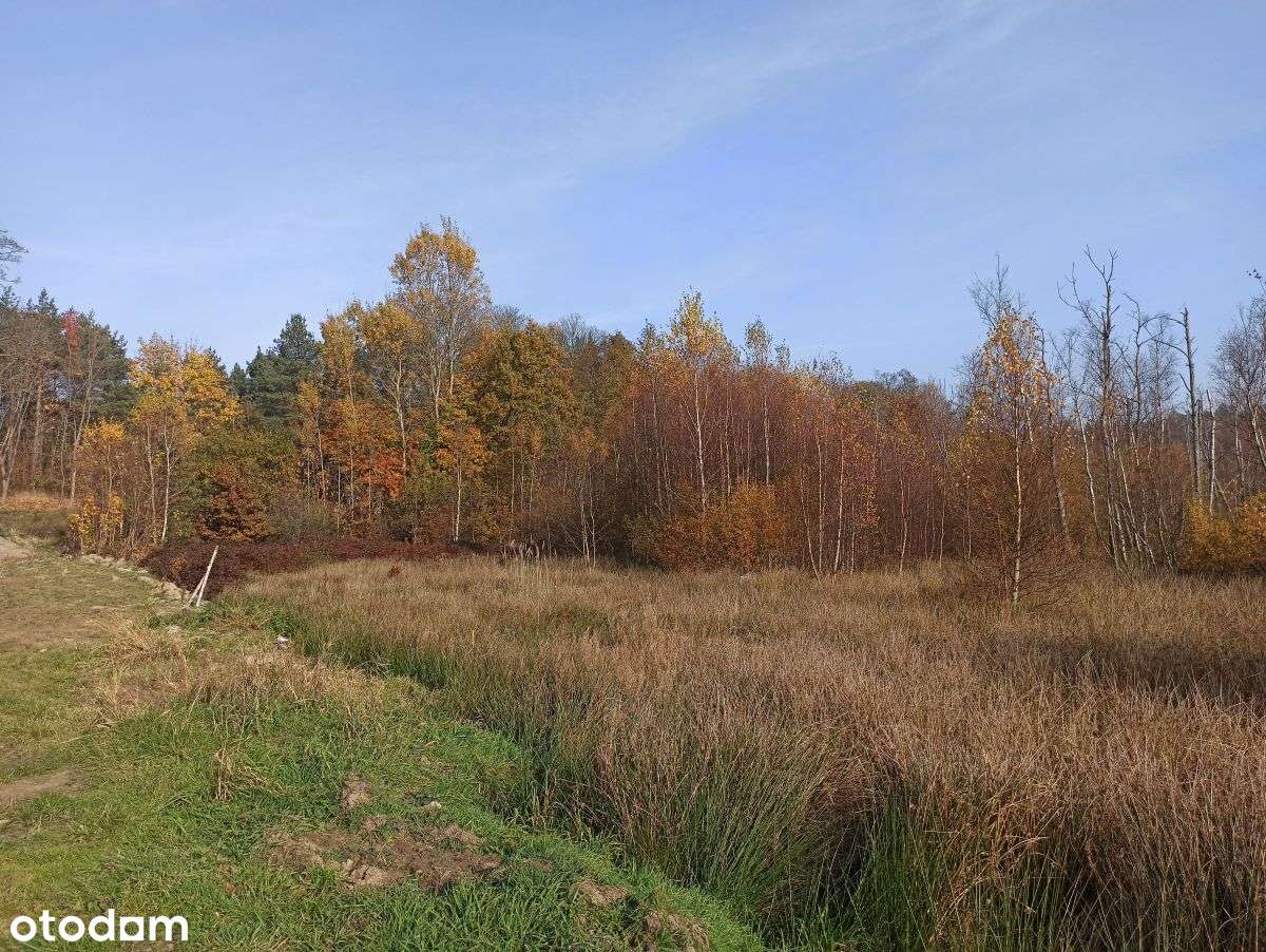 Leśniewo - działka 2369m2 z WZ z 2024r. - Pełny obrazek: 2/6