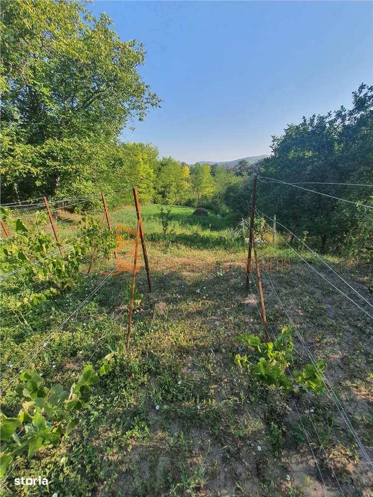 Exclusivitate! Teren intravilan zona Beceni - Imagine principală: 5/9