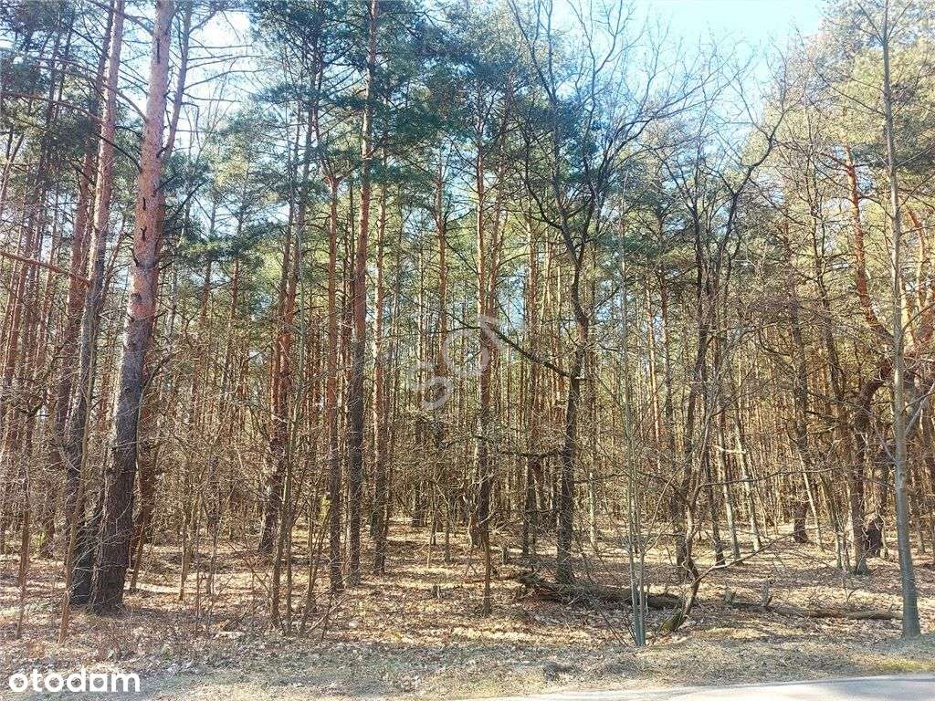 Leśna z prawem zabudowy w Radości! - Pełny obrazek: 5/7