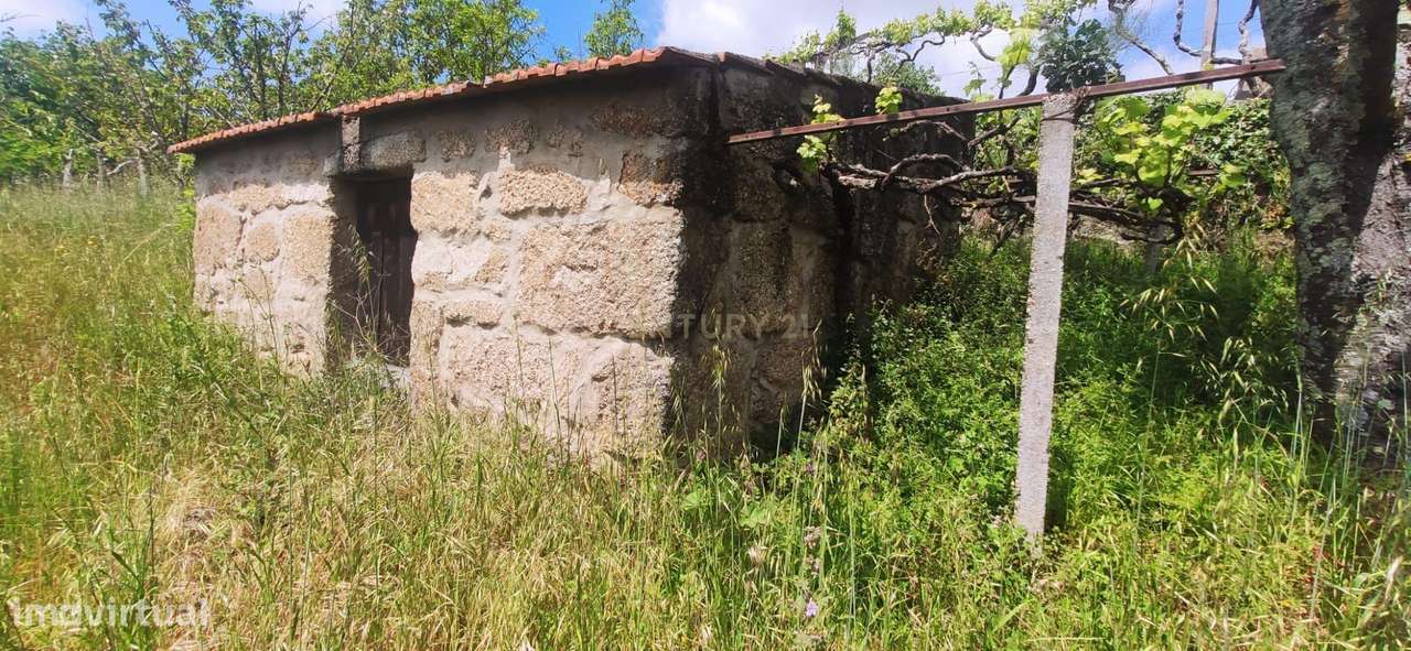 Terreno com casinha e vista para o rio Douro, em S. Tomé de Covelas, B - Grande imagem: 4/60