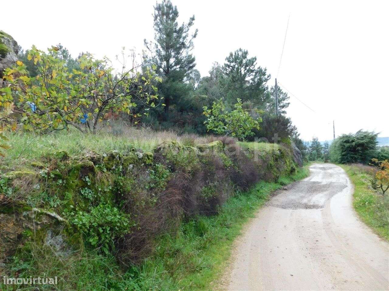 Terreno Rústico / Fundão, Pêro Viseu - Grande imagem: 3/6
