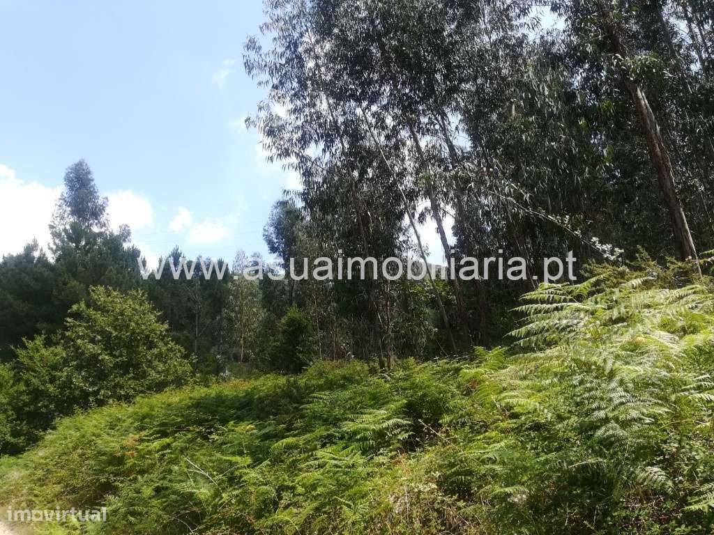 Terreno/Bouça - Caldelas - Grande imagem: 5/7
