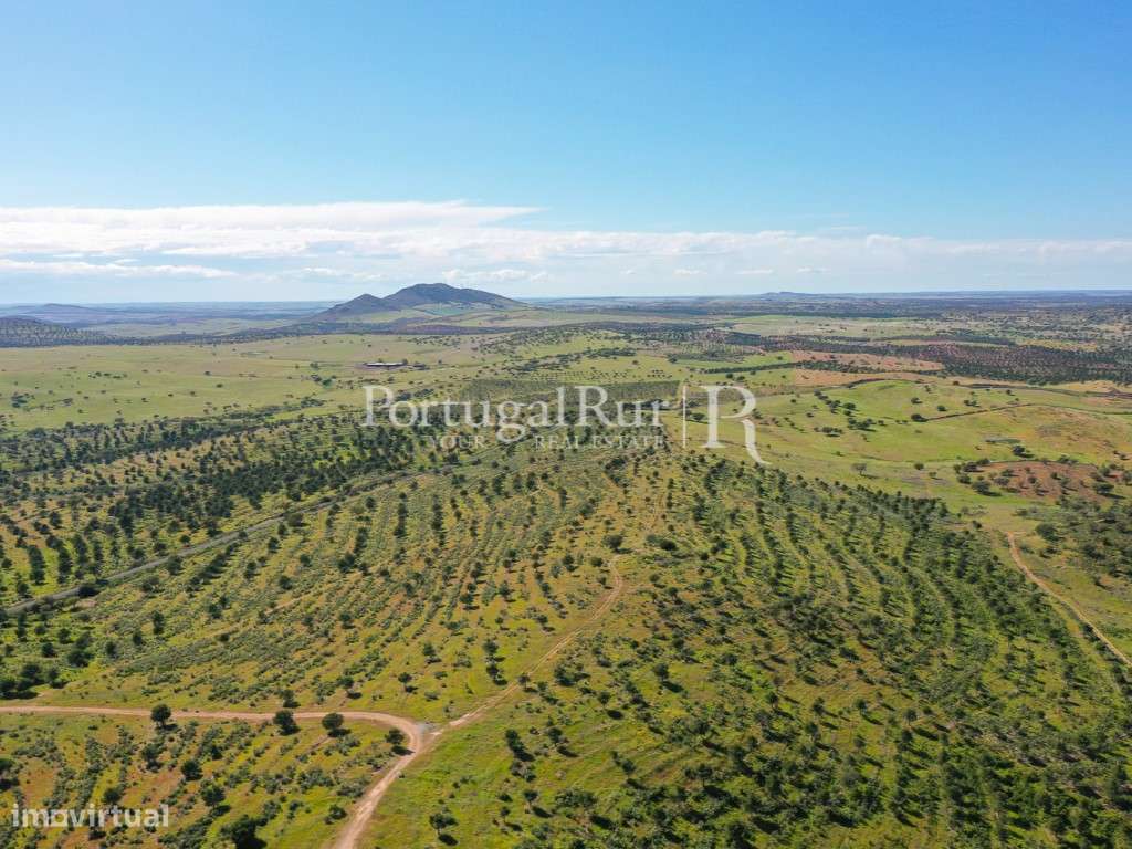 Herdades de Caça com 1300 Hectares, junto do rio Guadiana-6