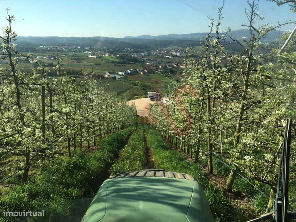 Quinta com 10 hectares em Alguber, Cadaval - Grande imagem: 2/15