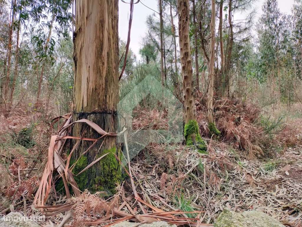Terreno rustico em Silveiros-Barcelos - Grande imagem: 4/16
