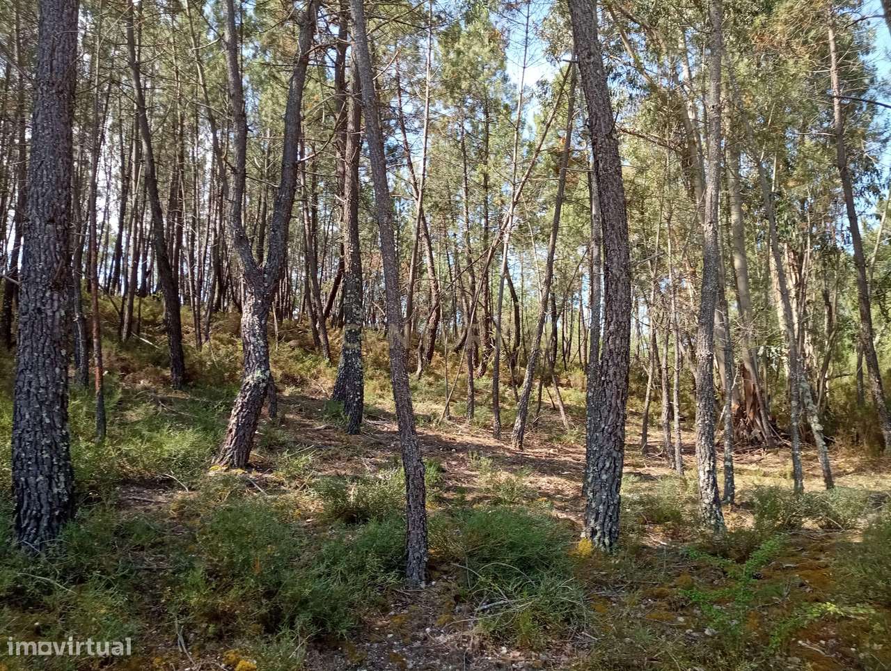 Terreno rústico Santo André das Tojeiras, Castelo Branco - Grande imagem: 4/16