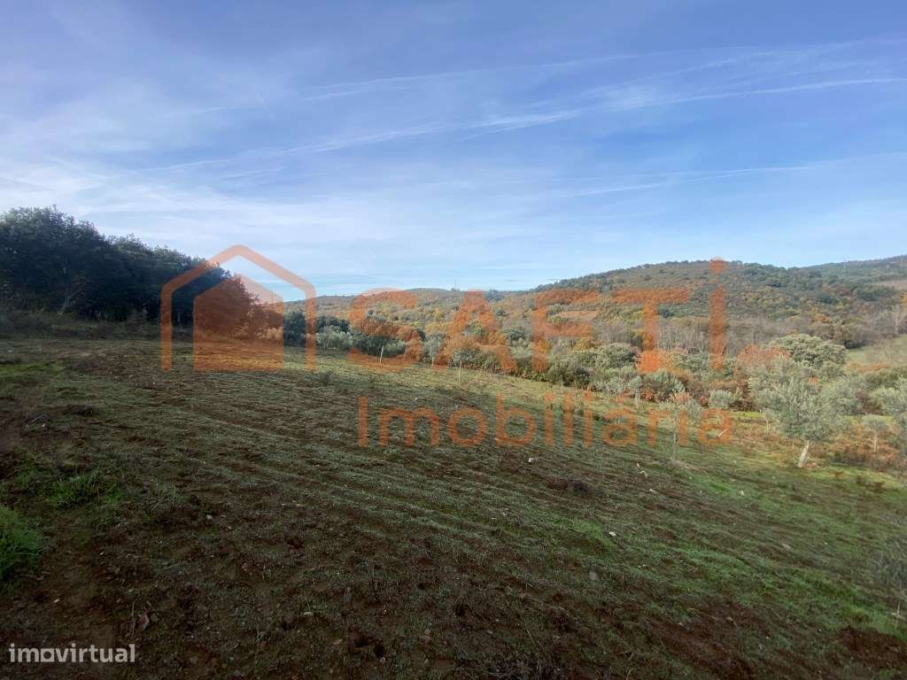 Olival de Excelência com 2,2 Hectares em Macedo de Cavaleiros - Pro...-29
