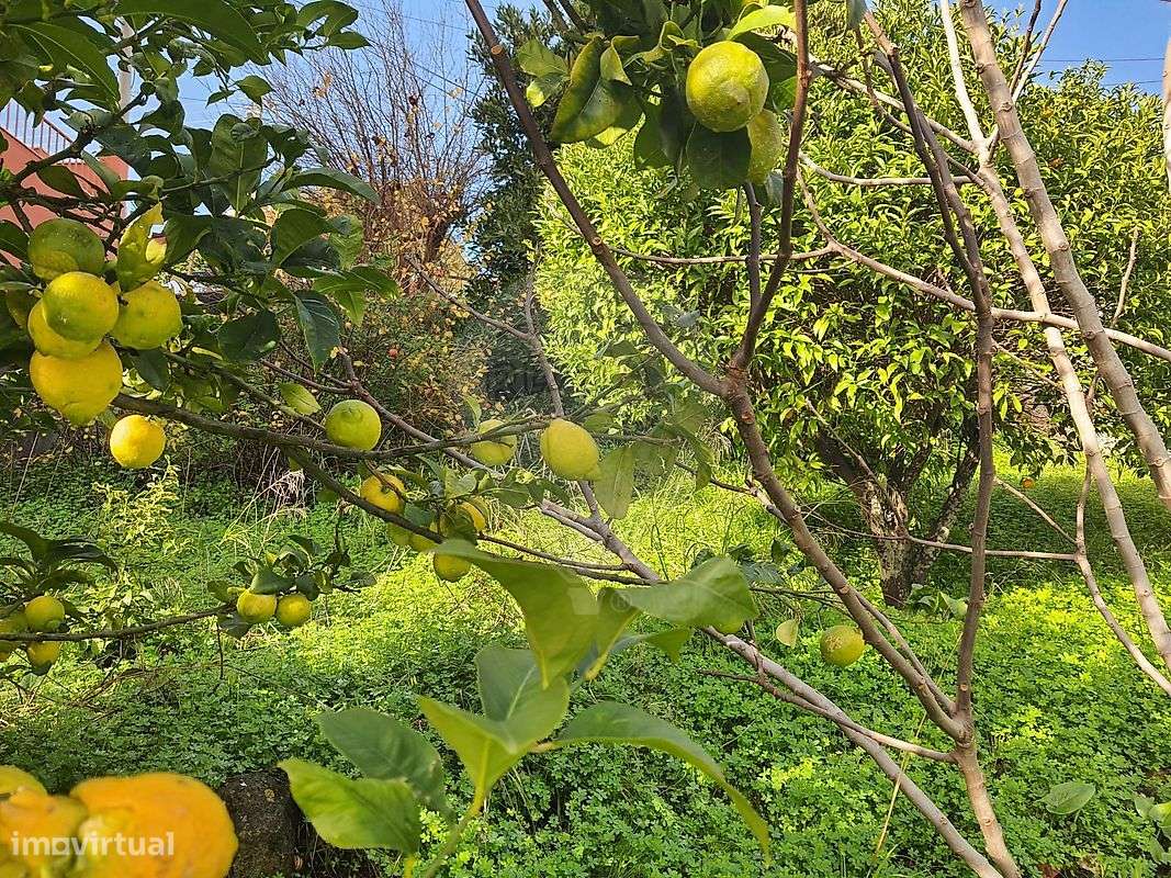 Terreno  para venda-7