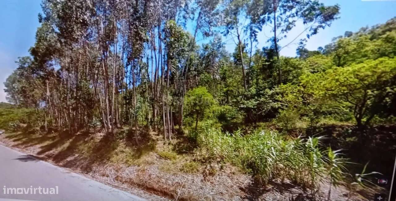Terreno com Eucaliptos à Venda – Natureza e Tranquilidade em Mafra - Grande imagem: 4/8