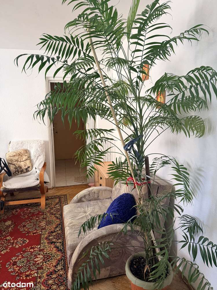 Polecamy! 3 pokoje - balkon w okolicy park-0