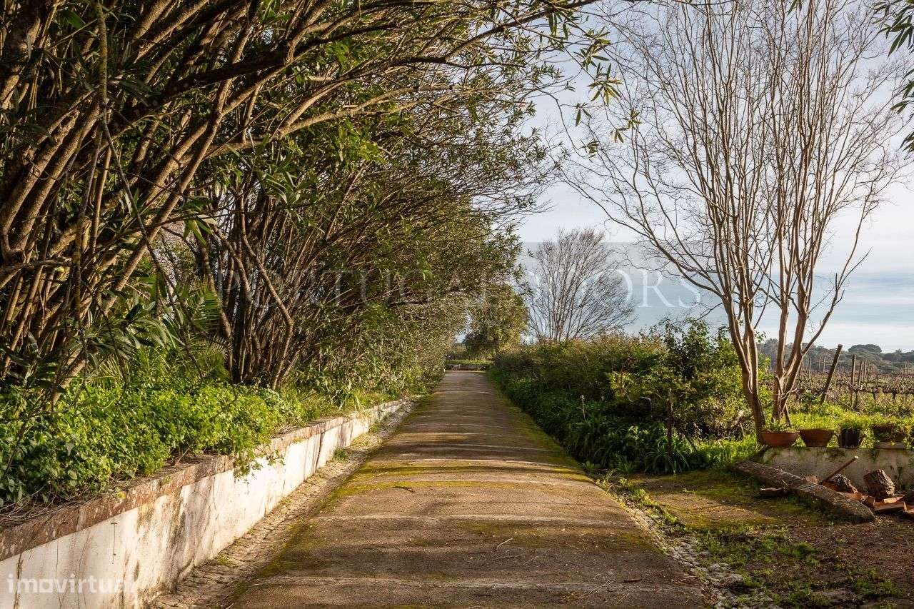 Quinta 5Ha em Azeitão - Grande imagem: 2/60