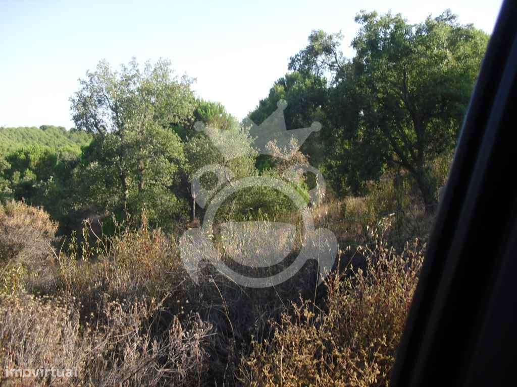 PROPRIEDADE RUSTICA COM 19,125 HECTARES - Grande imagem: 5/15