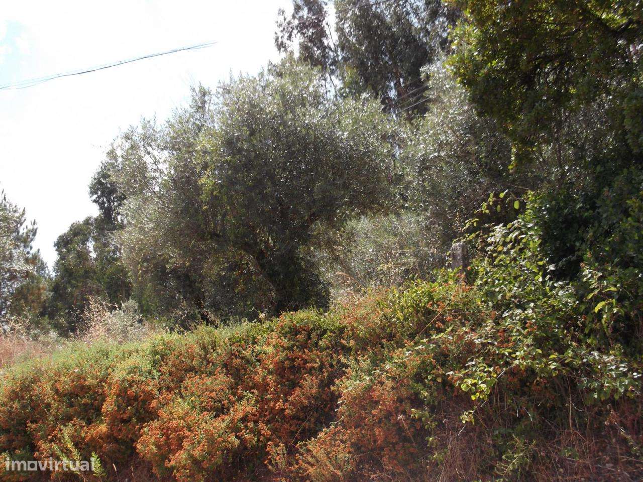 Terreno com 2056 m2 - Grande imagem: 2/4